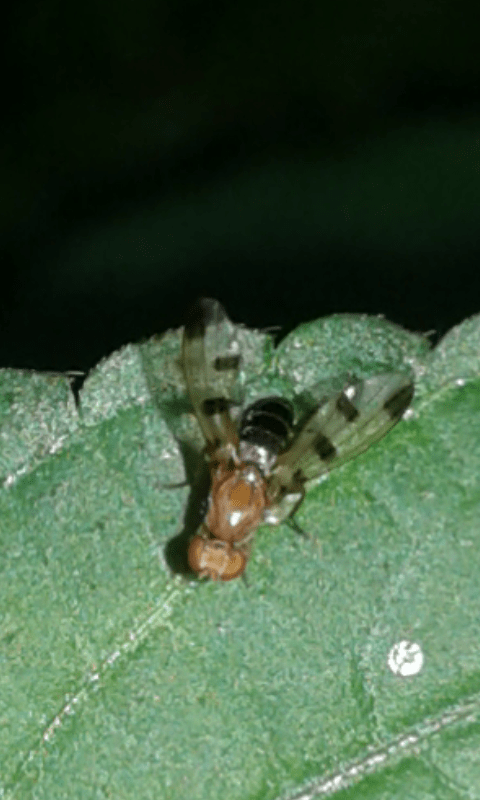 Opomyzidae : Geomyza sp.?  S�